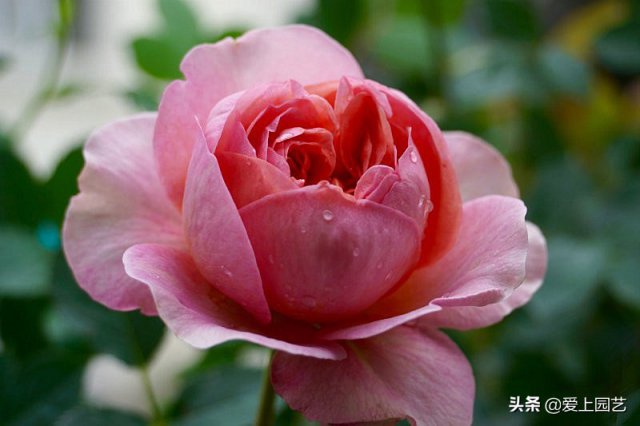 推薦3個(gè)優(yōu)秀的冷門(mén)月季品種，也許還在誰(shuí)的花園里爭(zhēng)美(圖1)