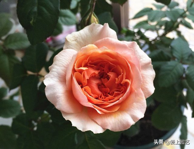 推薦3個(gè)優(yōu)秀的冷門(mén)月季品種，也許還在誰(shuí)的花園里爭(zhēng)美(圖2)