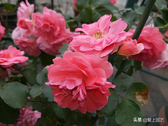 推薦3個(gè)優(yōu)秀的冷門(mén)月季品種，也許還在誰(shuí)的花園里爭(zhēng)美(圖3)