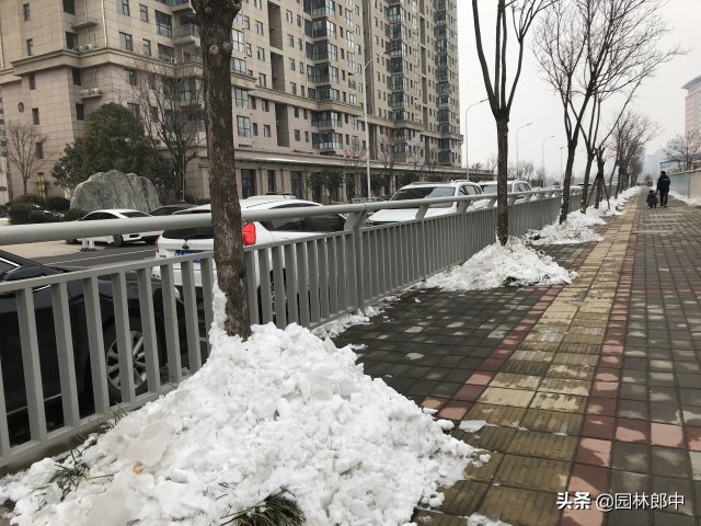 12月份園林養(yǎng)護(hù)尾聲，如何做才能讓苗木來(lái)年長(zhǎng)得好(圖3)