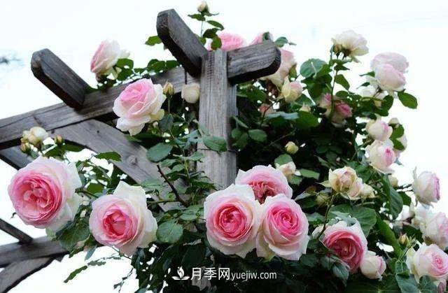 月季好看不好養(yǎng)？選對15個月季品種抗性好長得快(圖2)