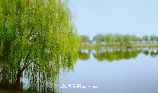十大推介樹種出爐，或是2020年***后一波苗木商機(圖9)