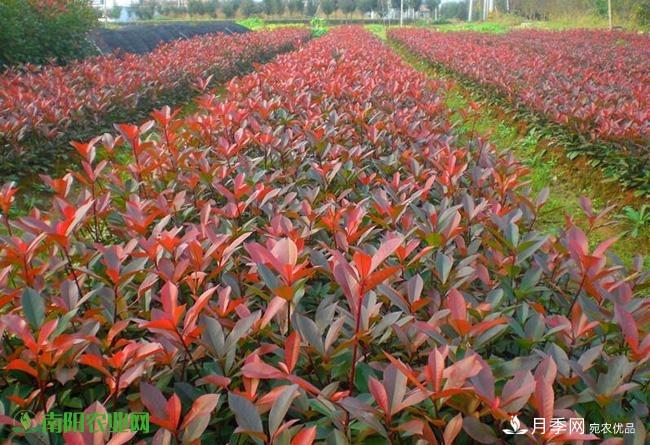 南陽苗木市場打開新局面，未來3類苗木引關(guān)注(圖2)