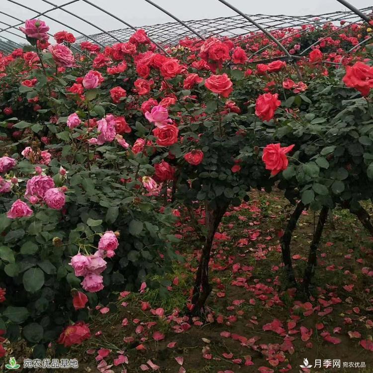 3公分5公分樹狀月季產(chǎn)地報價，月季樹基地直銷上車價(圖1)