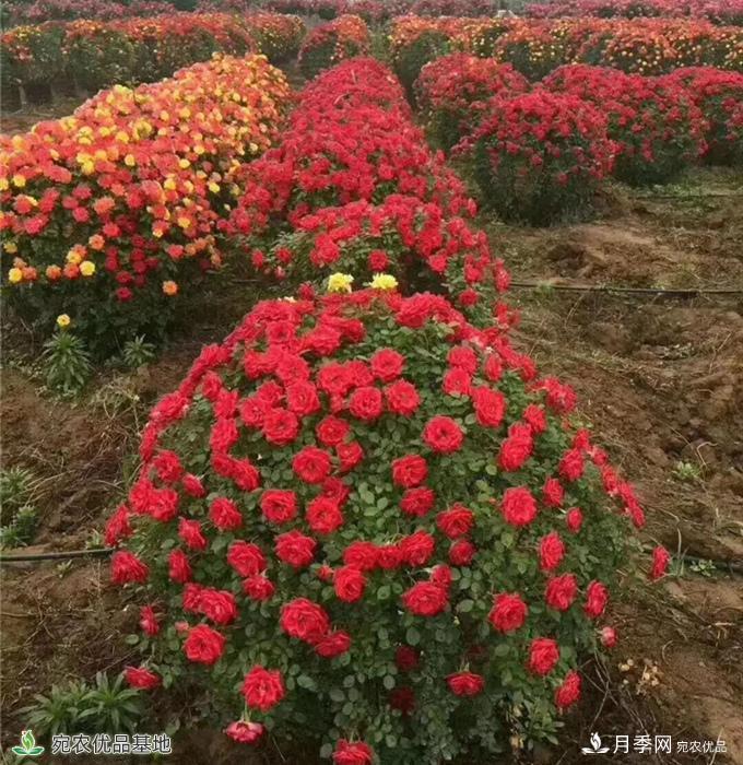 月季之鄉(xiāng)，漫步南陽(yáng)市石橋鎮(zhèn)細(xì)嗅花香飄九州(圖1)