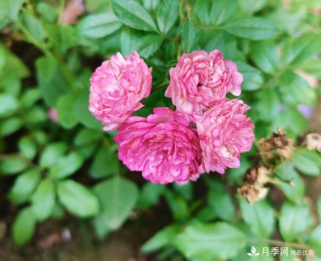 月季花殘花有必要剪嗎？月季花越剪越開(圖1)