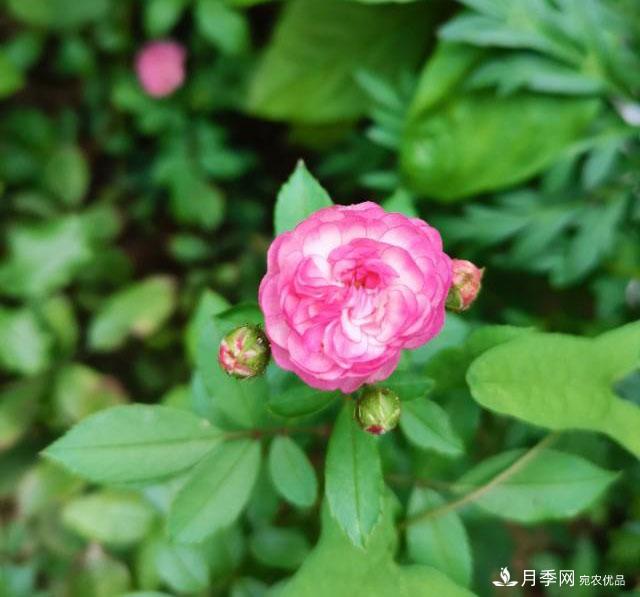 月季花殘花有必要剪嗎？月季花越剪越開(圖2)