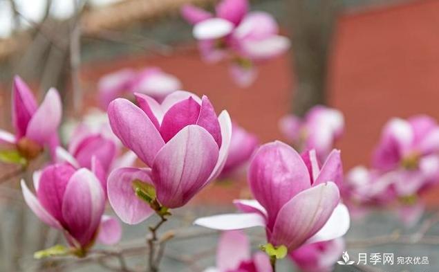 紫玉蘭育苗與栽培技術(shù)，簡(jiǎn)單又方便學(xué)習(xí)一下(圖3)