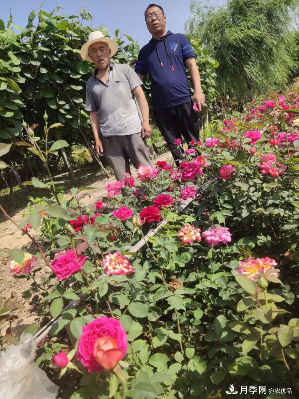 河南省尉氏縣張市鎮(zhèn)，月季花開(kāi)出了貧困戶(hù)的好日子(圖1)