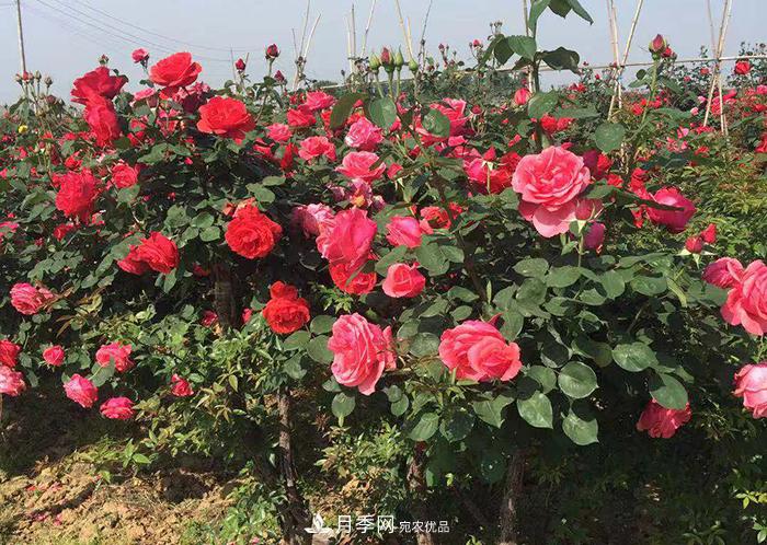 美麗的南陽月季！新時代的科學技術樹狀嫁接改變了月季的命運(圖2)