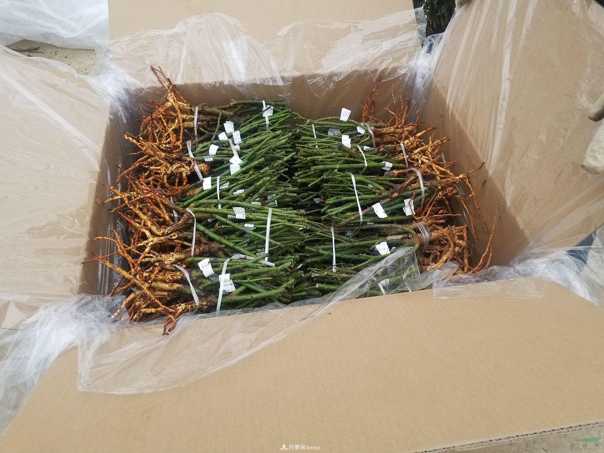 南陽月季基地首批出口月季種苗啟運發(fā)往韓國(圖1)