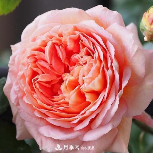盤點(diǎn)30款又香又好看的月季，讓花園香氣迷人又美麗(圖15)