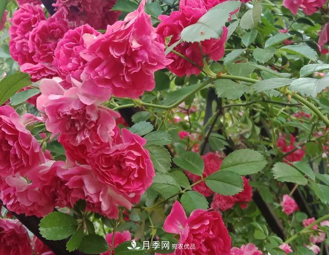 新手買月季花，避開這個坑，不然會吃虧(圖2)