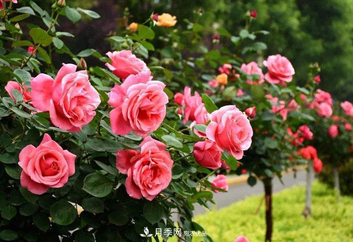 中國各城市市花大集合！月季是51個城市市花具首位(圖4)