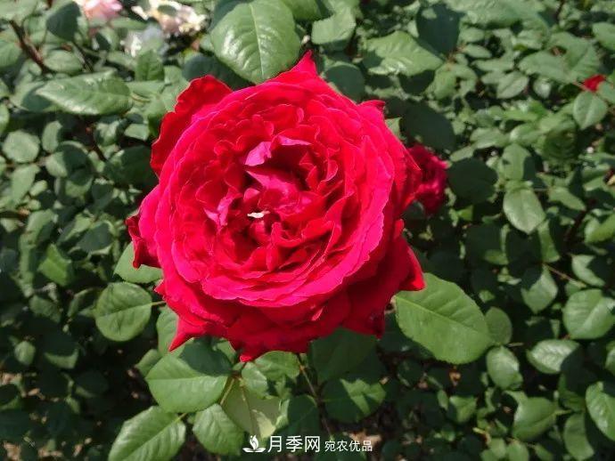 月季夫人蔣恩鈿，是她把月季花種到了人民大會堂(圖8)