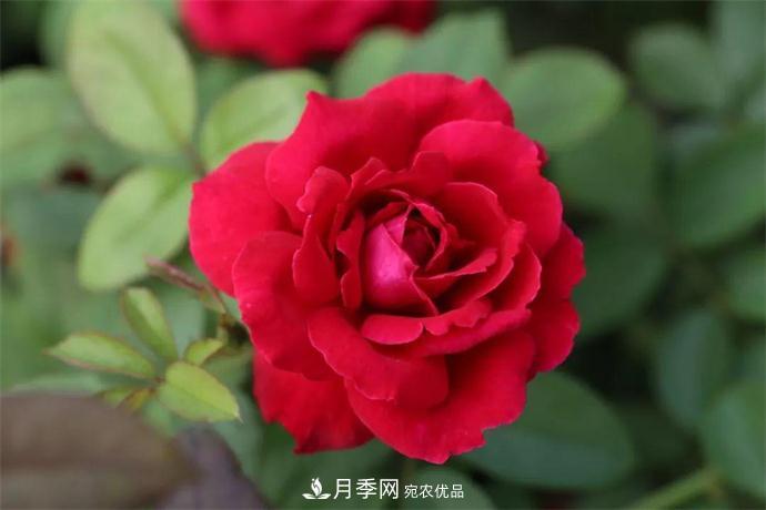 月季夫人蔣恩鈿，是她把月季花種到了人民大會堂(圖1)