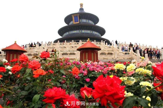月季夫人蔣恩鈿，是她把月季花種到了人民大會堂(圖6)