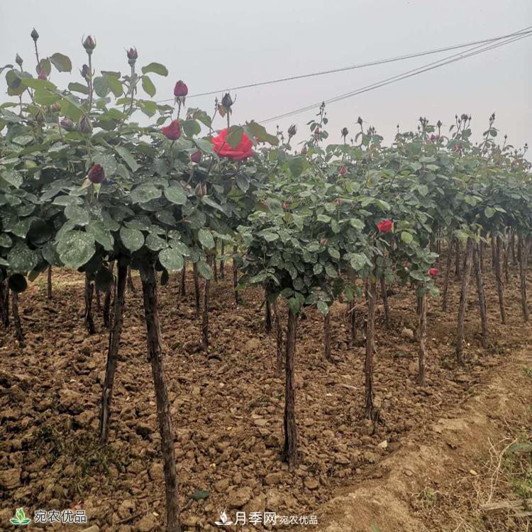 鄭州月季樹基地_鄭州月季_樹狀月季批發(fā)和價格(圖1)