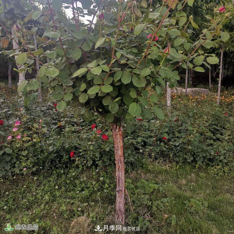 鄭州月季樹基地_鄭州月季_樹狀月季批發(fā)和價格(圖2)