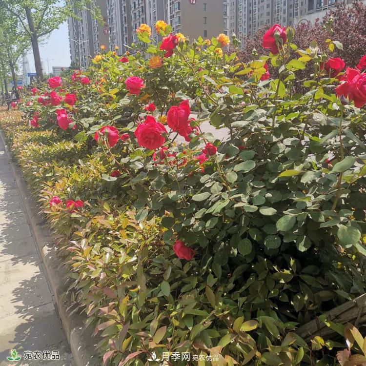 鄭州月季樹基地_鄭州月季_樹狀月季批發(fā)和價格(圖3)