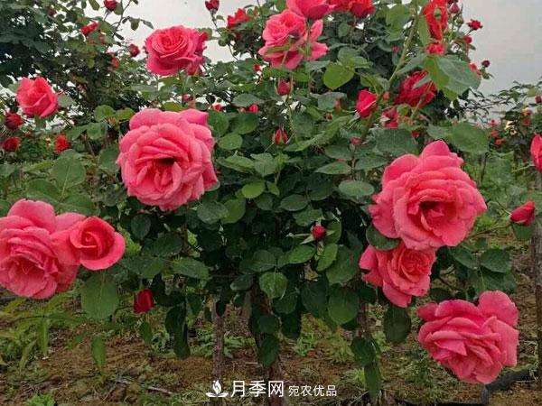 樹狀月季耐寒易栽種，樹狀月季該如何養(yǎng)護？(圖2)