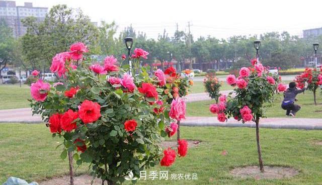 樹狀月季耐寒易栽種，樹狀月季該如何養(yǎng)護？(圖1)