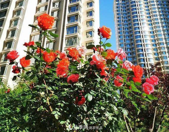 房地產(chǎn)小區(qū)綠化用上網(wǎng)紅月季花，怎么樣？業(yè)主贊不絕口(圖1)
