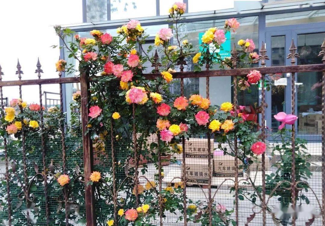 房地產(chǎn)小區(qū)綠化用上網(wǎng)紅月季花，怎么樣？業(yè)主贊不絕口(圖2)