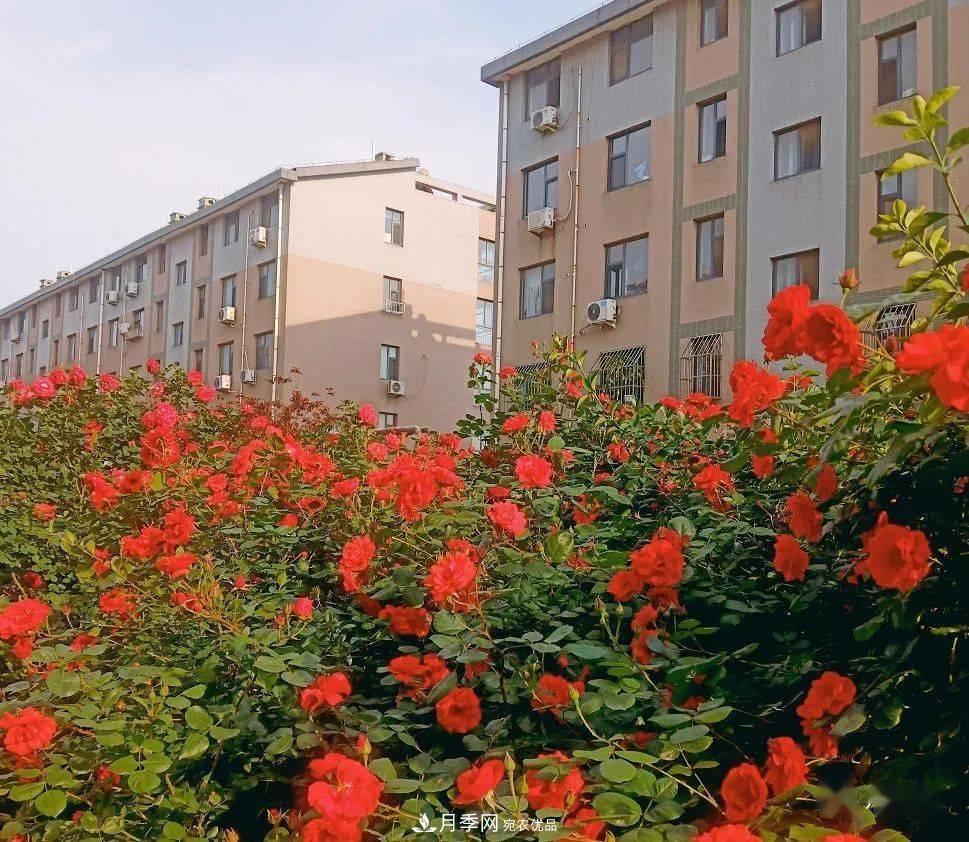 房地產(chǎn)小區(qū)綠化用上網(wǎng)紅月季花，怎么樣？業(yè)主贊不絕口(圖4)