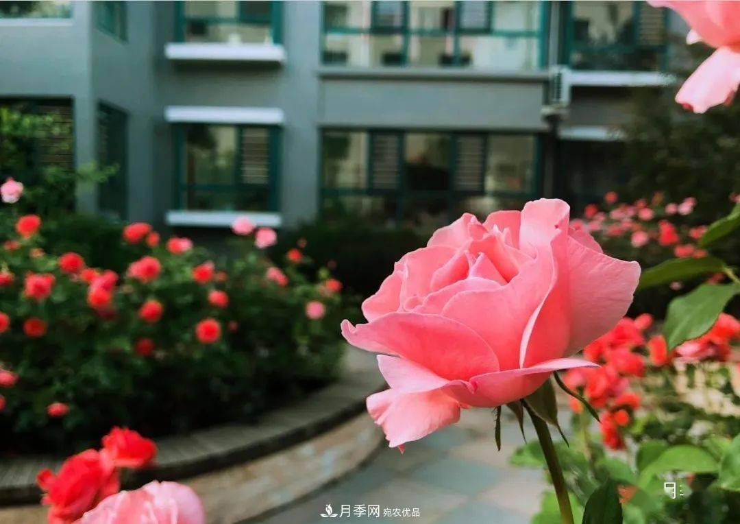 房地產(chǎn)小區(qū)綠化用上網(wǎng)紅月季花，怎么樣？業(yè)主贊不絕口(圖6)