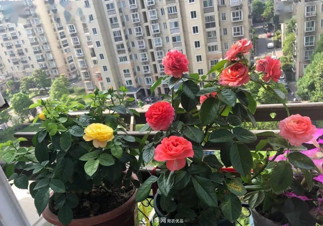 房地產(chǎn)小區(qū)綠化用上網(wǎng)紅月季花，怎么樣？業(yè)主贊不絕口(圖7)