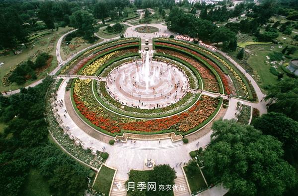中國十大月季園盤點！賞月季不能錯過(圖1)