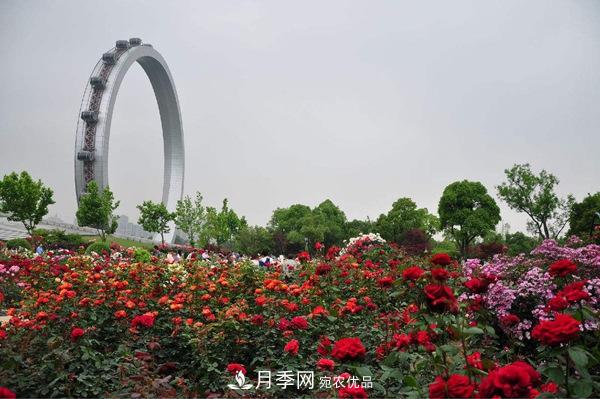 中國十大月季園盤點！賞月季不能錯過(圖9)