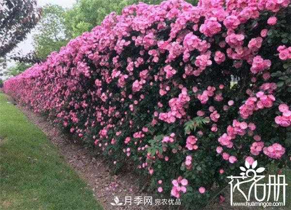 爬藤月季什么品種***美？十大爬藤月季排名(圖1)