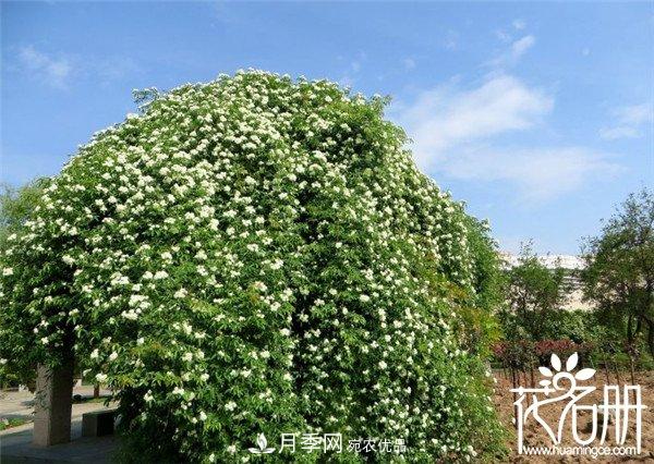 爬藤月季什么品種***美？十大爬藤月季排名(圖2)