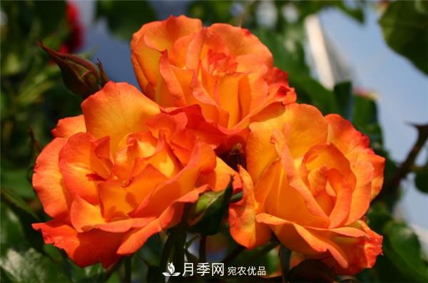 爬藤月季什么品種***美？十大爬藤月季排名(圖5)