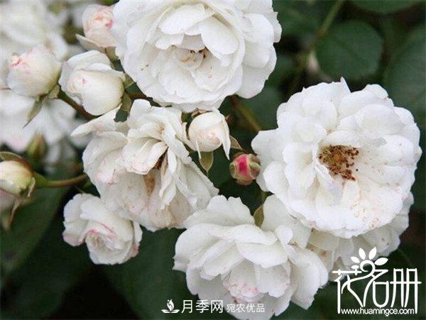 爬藤月季什么品種***美？十大爬藤月季排名(圖7)
