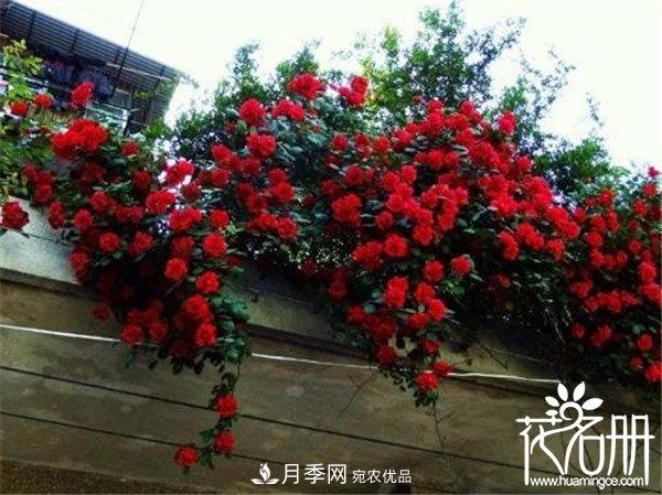 爬藤月季什么品種***美？十大爬藤月季排名(圖3)