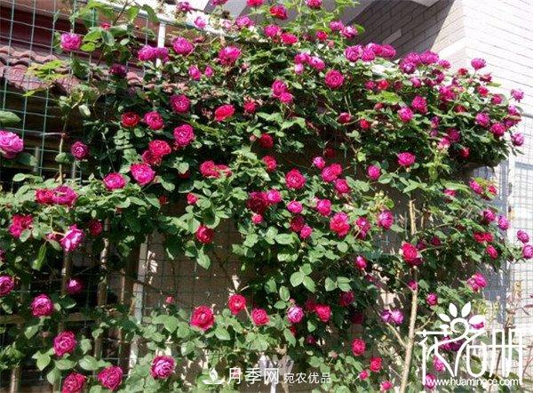 爬藤月季什么品種***美？十大爬藤月季排名(圖9)