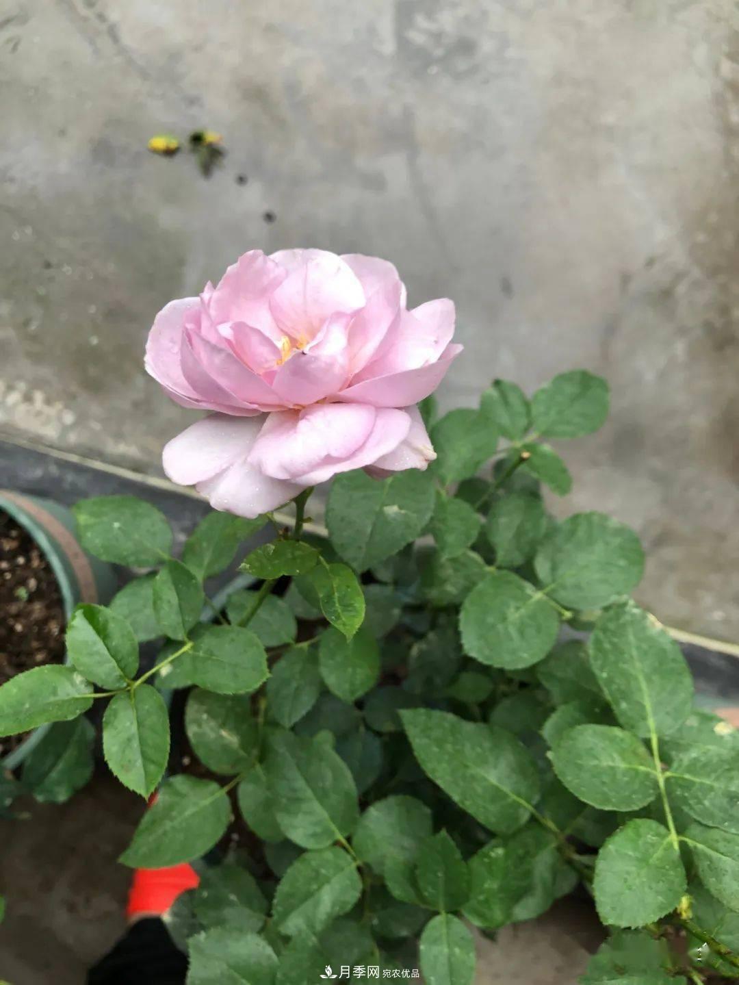 5種藍色網紅月季，你見過幾種？(圖8)