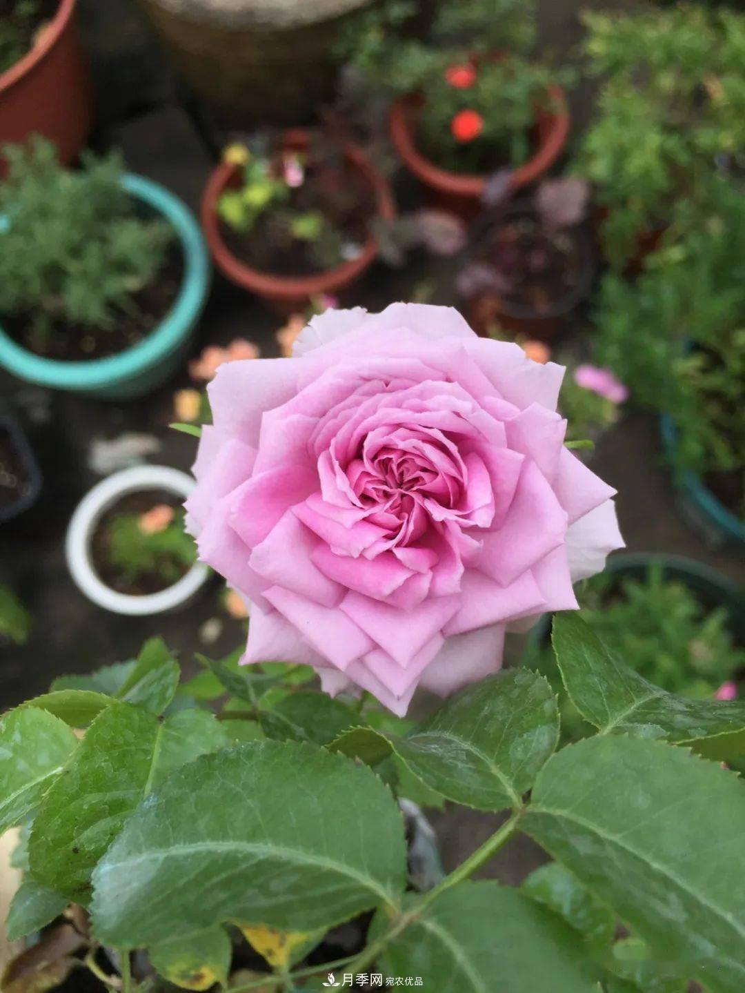 5種藍色網紅月季，你見過幾種？(圖5)