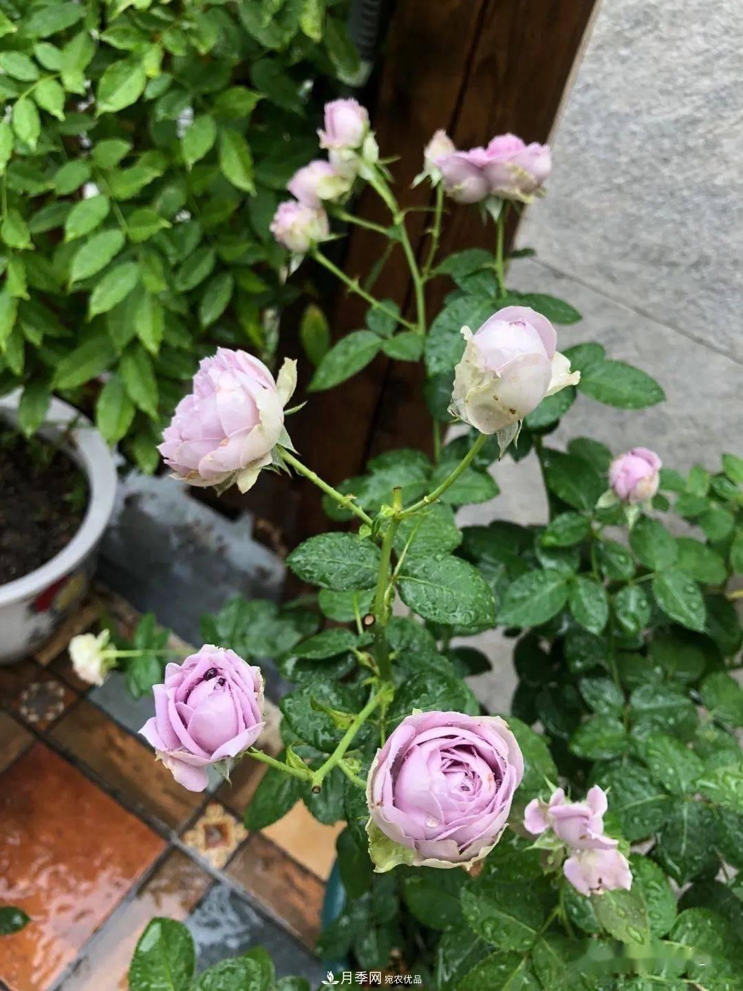 5種藍色網紅月季，你見過幾種？(圖7)