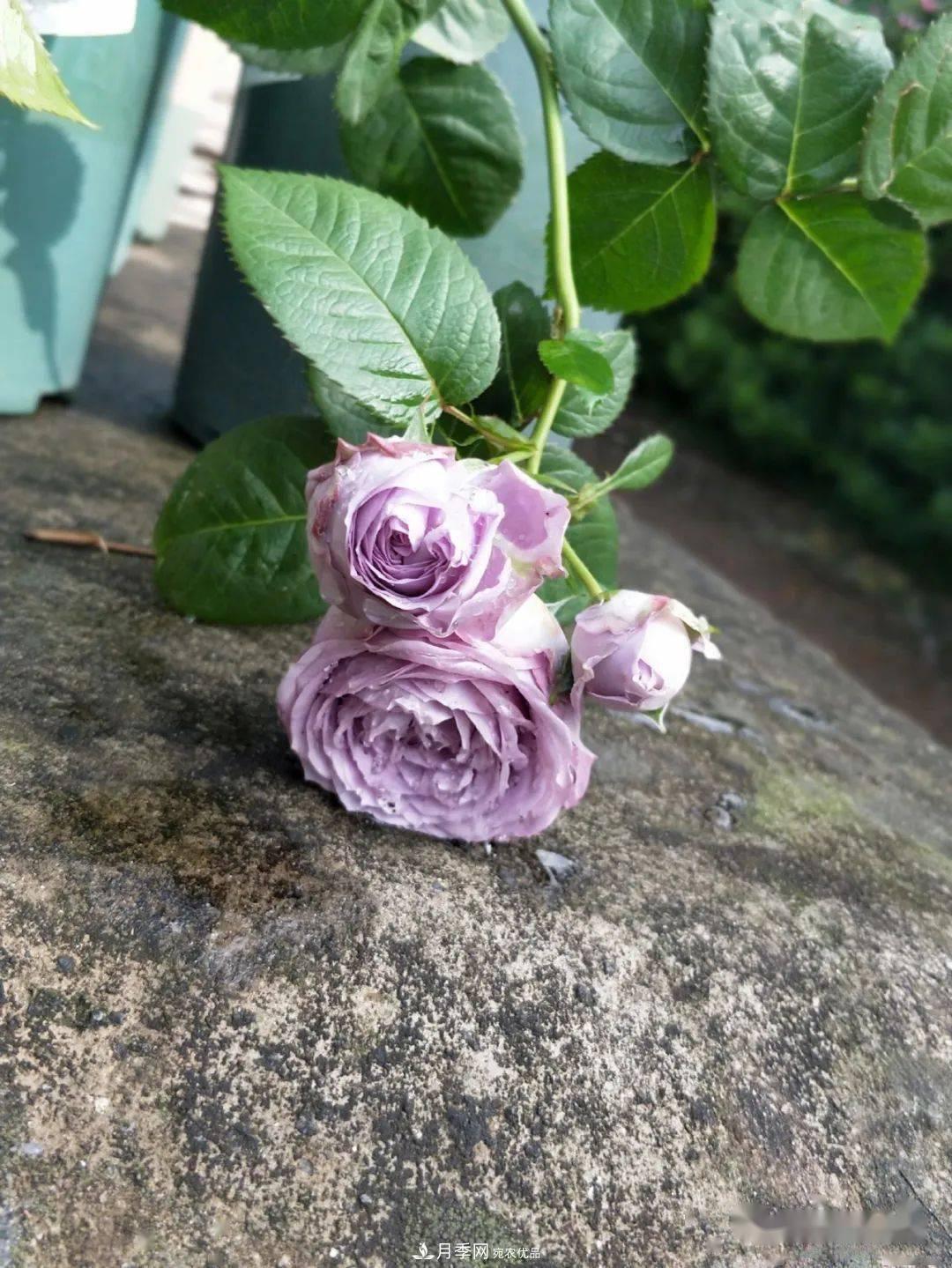 5種藍色網紅月季，你見過幾種？(圖11)