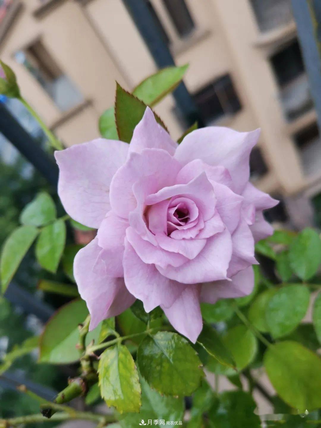 5種藍色網紅月季，你見過幾種？(圖9)