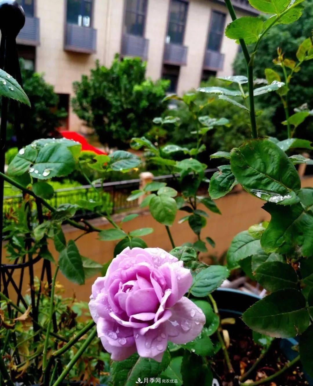 5種藍色網紅月季，你見過幾種？(圖12)