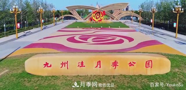 來山東聊城九州洼月季公園，邂逅璀璨月季花海(圖1)