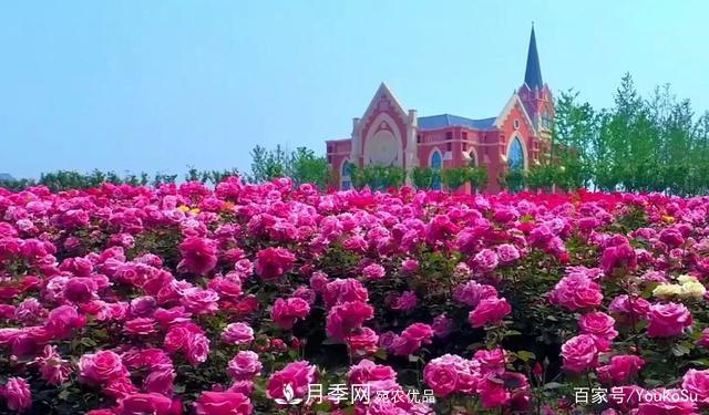 來山東聊城九州洼月季公園，邂逅璀璨月季花海(圖3)
