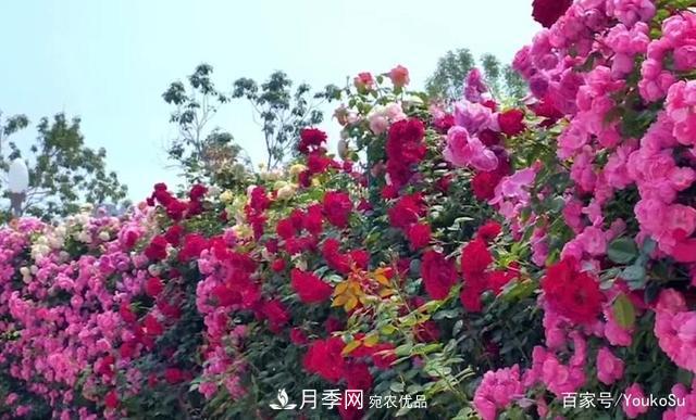 來山東聊城九州洼月季公園，邂逅璀璨月季花海(圖5)