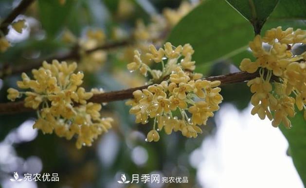 南陽苗木基地盤點桂花樹的四大品種，哪種***香***好***名貴？(圖1)