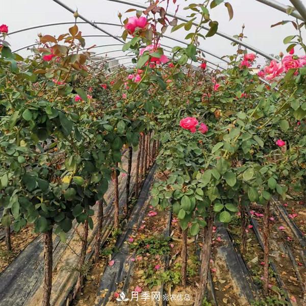 3-5分工程月季樹批發(fā)就來這樣的月季基地，量大品優(yōu)(圖1)